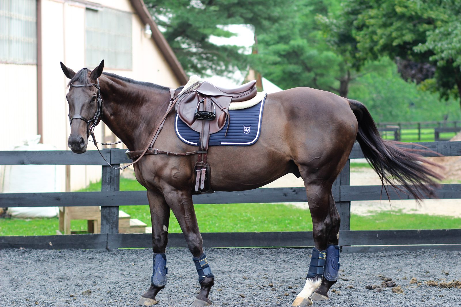 Navy saddle pad with white piping and crest logo on a grey horse